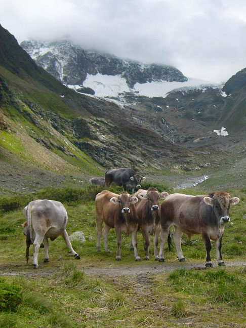 Альпийские телята в Австрийских Альпах